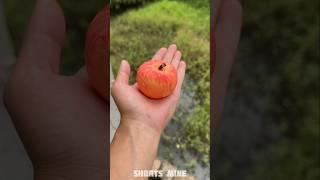 Fake Apple Prank In Dadi 🍎😂 New Viral Gadgets Smart Appliances Kitchen Utensils Home Inventions [upl. by Merp745]