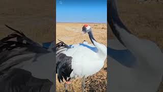 Some Redcrowned crane [upl. by Aitercul470]