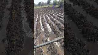 Furrow irrigation system auto agricultural systemneemuch agriculture [upl. by Sukin]