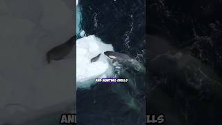 The Killer Whale Demonstrating its Extraordinary Intelligence Through Seal Hunting [upl. by Alguire]