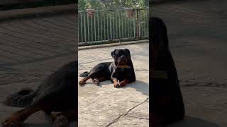 Thunder ka style sab se hatke shorts rottweiler model [upl. by Sivla129]