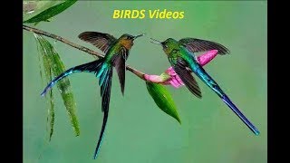 Top 20 Most Beautiful Exotic Birds In The World Right Now Trends On The Internet [upl. by Aaron638]