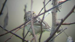 Birding Suffield CT WMA [upl. by Yevi634]