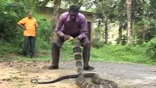 ▶ king cobra live attack Vava Suresh in Kerala [upl. by Anned562]