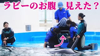 ラビー順調かな 鴨川シーワールド シャチ KamogawaSeaWorld orca killerwhale [upl. by Shayla]