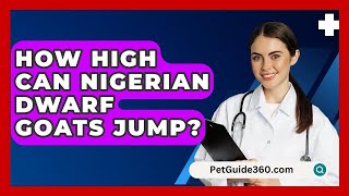 How High Can Nigerian Dwarf Goats Jump  PetGuide360com [upl. by Annawaj254]