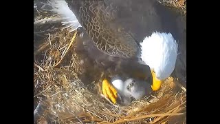 Captiva Eagles FL 12 17 23 614am Congrats Connie amp Clive 1st🐣 Hatch this season [upl. by Olympe502]