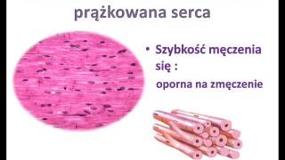 Tkanka mięśniowa [upl. by Adnorrehs]