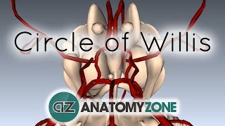 Circle of Willis  3D Anatomy Tutorial [upl. by Pius]