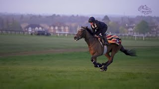 Breeders Cup Contenders George Boughey [upl. by Arnelle]