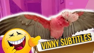 MY CRAZY TALKING COCKATOO VINNY THROWS A TANTRUM OVER A BOX  SUBTITLES [upl. by Leahcir]