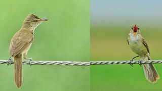 🤙🕊️Clamorous Reed warbler bird call 💯🤙 response birdscall [upl. by Tyre467]