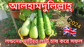 লন্ডনের মাটিতে এতো লাউআলহামদুলিল্লাহ্ ২০ টা লাউ হারভেষ্ট করলাম September মাসে এখনো গাছে লাউ আর লাউ [upl. by Dart]