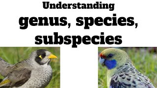 understanding genus species subspecies  a lesson in animal taxonomy [upl. by Zelda245]