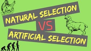 Natural Selection vs Artificial Selection  Mechanisms of Evolution [upl. by Mychael810]