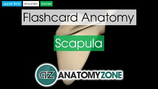 Scapula  Flashcard Anatomy [upl. by Nanaj]