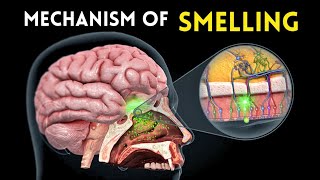 Mechanism of Smelling 👃 Learn Biology With Musawir [upl. by Asenaj890]