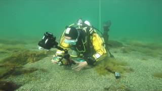 Diving Kimmeridge bay Dorset [upl. by Wakefield]