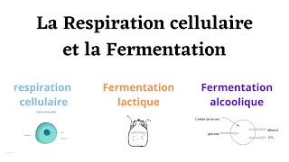 La Respiration Cellulaire et la Fermentation [upl. by Ynavoj]