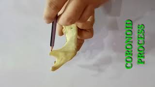 MANDIBLE PART1 BY DR MITESH DAVE [upl. by Abernon]