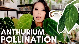 Pollinating Anthuriums  all of the basics you need to know [upl. by Cohette209]