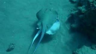 Blue Spotted Stingrays [upl. by Atiuqam]