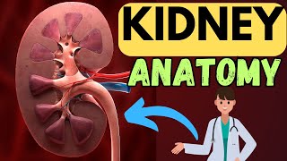 ANATOMY OF THE KIDNEYS  RENAL ANATOMY  STRUCTURE OF THE KIDNEYS EXPLAINED IN 3 MINUTES [upl. by Akemed]