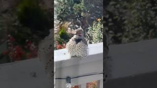 Preening Northern Flicker on Colorado Porch Rail [upl. by Chelsea589]