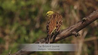 les oiseaux de lautomne [upl. by Pavyer392]