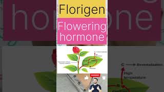 FlorigenPlanthormone biologywalesirplanthormones flowers floweringhormone plantreproduction [upl. by Locke371]