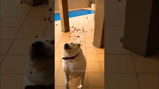 🐶🍔🧀funnyvideos funny dog shorts funnydogs [upl. by Maurilla743]