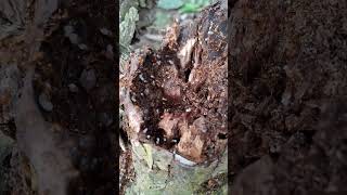 Red ants💯🐜 automobile ants redants insects animals funny sound youtubeshorts [upl. by Eneleahs767]