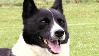 Karelian Bear Dog [upl. by Reddin]