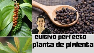 COMO CULTIVAR UNA PLANTA DE PIMIENTA NEGRA EN MACETA [upl. by Yartnod916]