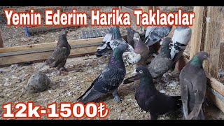 12 Harika Taklacı Güvercin 1500 [upl. by Alesandrini]