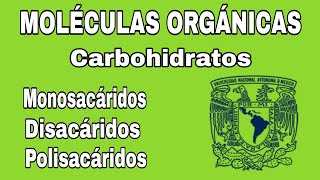 Carbohidratos  Moléculas orgánicas  Explicación  BIOLOGÍA [upl. by Niwrek]