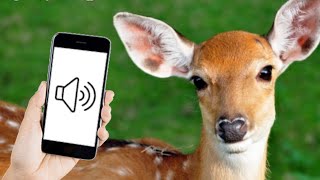 Deer Calls and Deer Sounds Effect [upl. by Mayberry273]