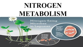 NITROGEN METABOLISM [upl. by Mellman]