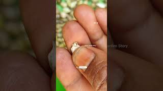 Vaijayanti Ka Paudha🦚Shri Krishna🙏Vaijayanti Ke Phool🌸Vaijayanti Mala✨ashasgardenstoryshorts [upl. by Elfie976]