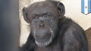 Chimpanzee freed from zoo by Argentinian judge after ruling ape has ‘nonhuman rights’  TomoNews [upl. by Aizirtap]