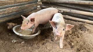 No Smell Pig Farming ll White Pig Farming In a No Smell House ll oma farm [upl. by Elleirad]