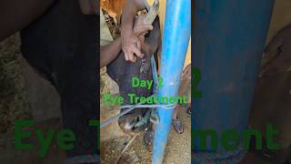 sub conjunctival injection blind bull cowvideos veterinary gaushala animallover treatmenteye [upl. by Sheppard]