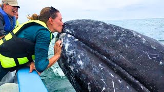 8 Whale Encounters Thatll Brighten Your Day [upl. by Stanzel]