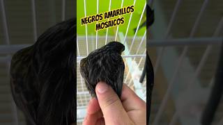 NEGROS AMARILLOS MOSAICOSave canario ornitologia canaricultura canary canarino bird jilguero [upl. by Petite]