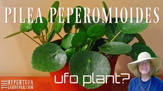 Pilea peperomioides  Finally Got One Now I Have 5 😁 [upl. by Balch819]