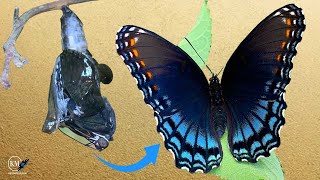 METAMORPHOSIS RED SPOTTED PURPLE EMERGES FROM CHRYSALIS AND TAKES FIRST FLIGHT [upl. by Gardner761]