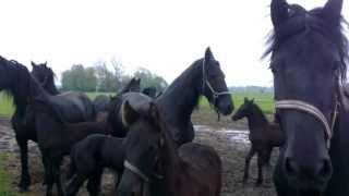 Mooie Friese paarden met veulens  Friesian horse [upl. by Giverin]