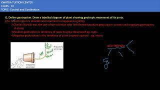 2 Define geotropism Draw a labelled diagram of a plant showing geotropic movement of its parts [upl. by Luis809]