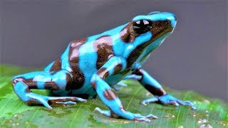 10 Most Beautiful Frogs on Planet Earth [upl. by Sllew]