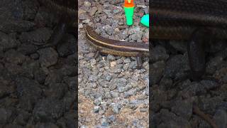 Huge skink  golden skink lizard animals shorts [upl. by Nina]